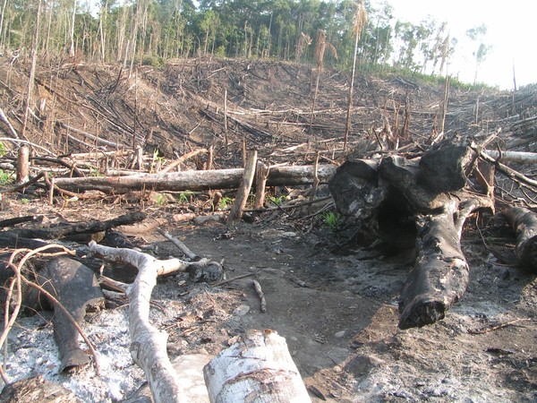 deforestación en la selva de perú