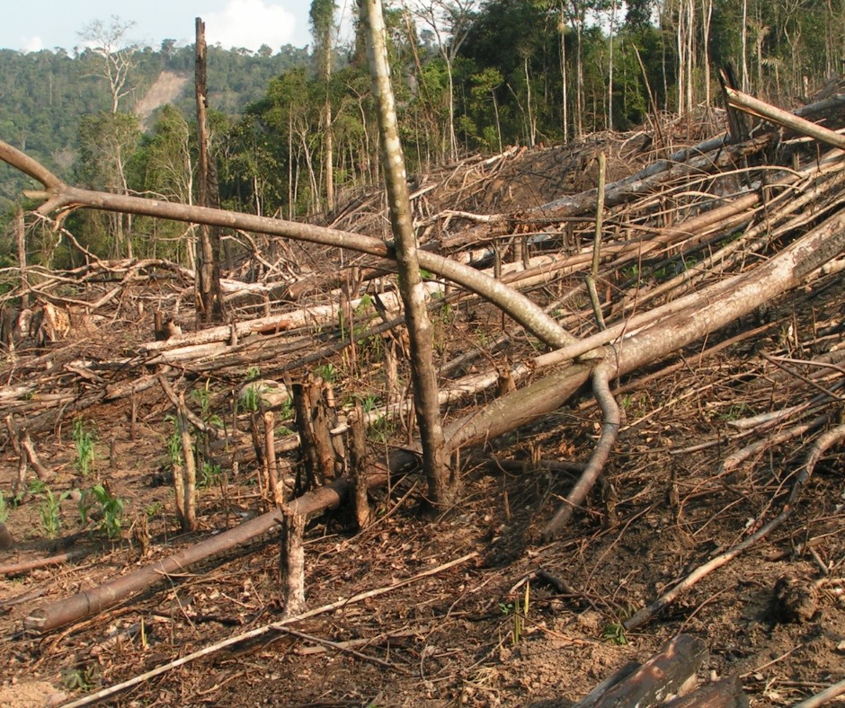deforestación koribeni
