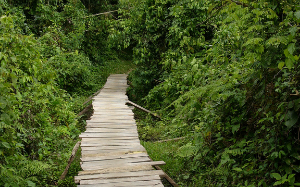 Puente madera selva Perú